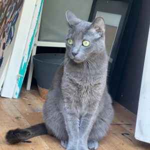 PepperoniakaTiny the smallest grey princess she is a dream She loves being he