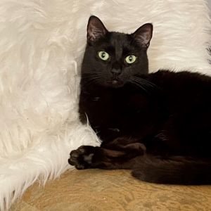 Pickleaka Batmanis a gorgeous house panther who is black as night He is a sweet BIG boi that enjo