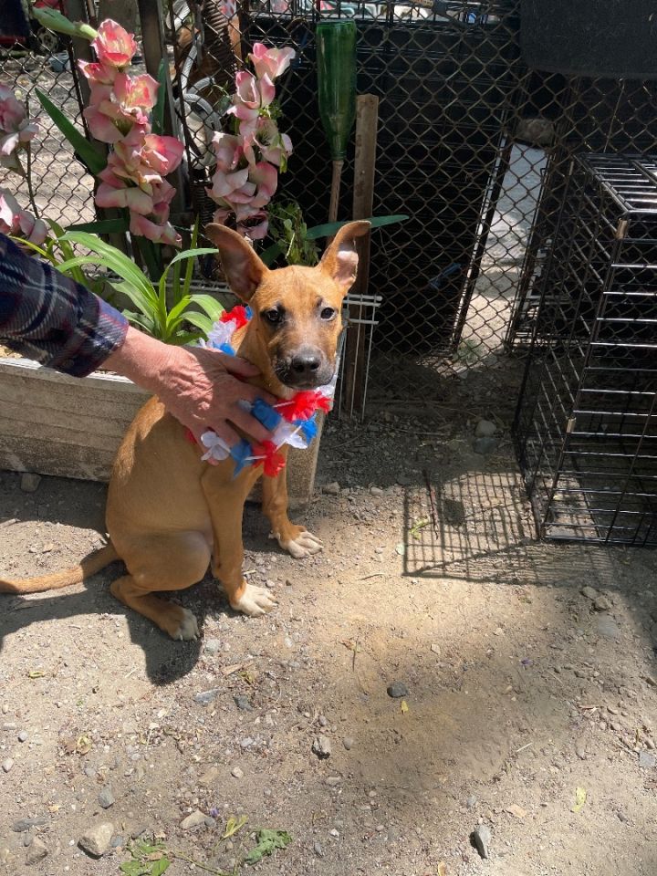 Demi (EVENT SATURDAY- Pet Supplies Plus 1-3-  5348 Dixie Hwy Waterford, MI 48329 1