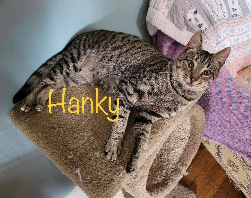 Hanky, an adoptable Domestic Short Hair in El Dorado, AR, 71730 | Photo Image 1