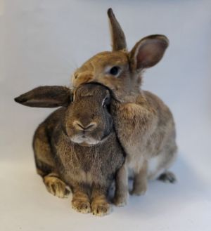 Beautiful sister rabbits from that back yard in Mar Vista Strawberry named after her strawberry bl