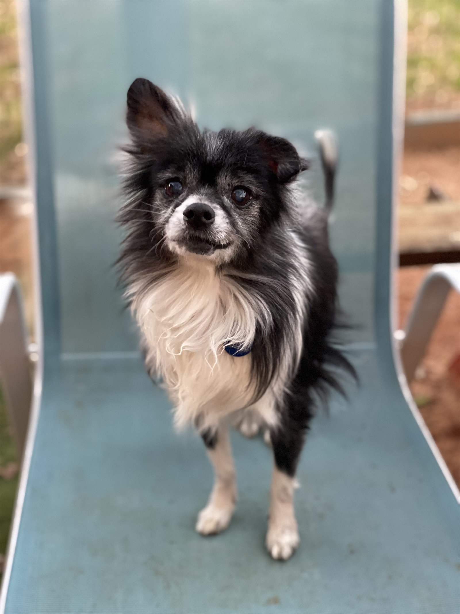 Leo 2023, an adoptable Pomeranian in Garland, TX, 75040 | Photo Image 2