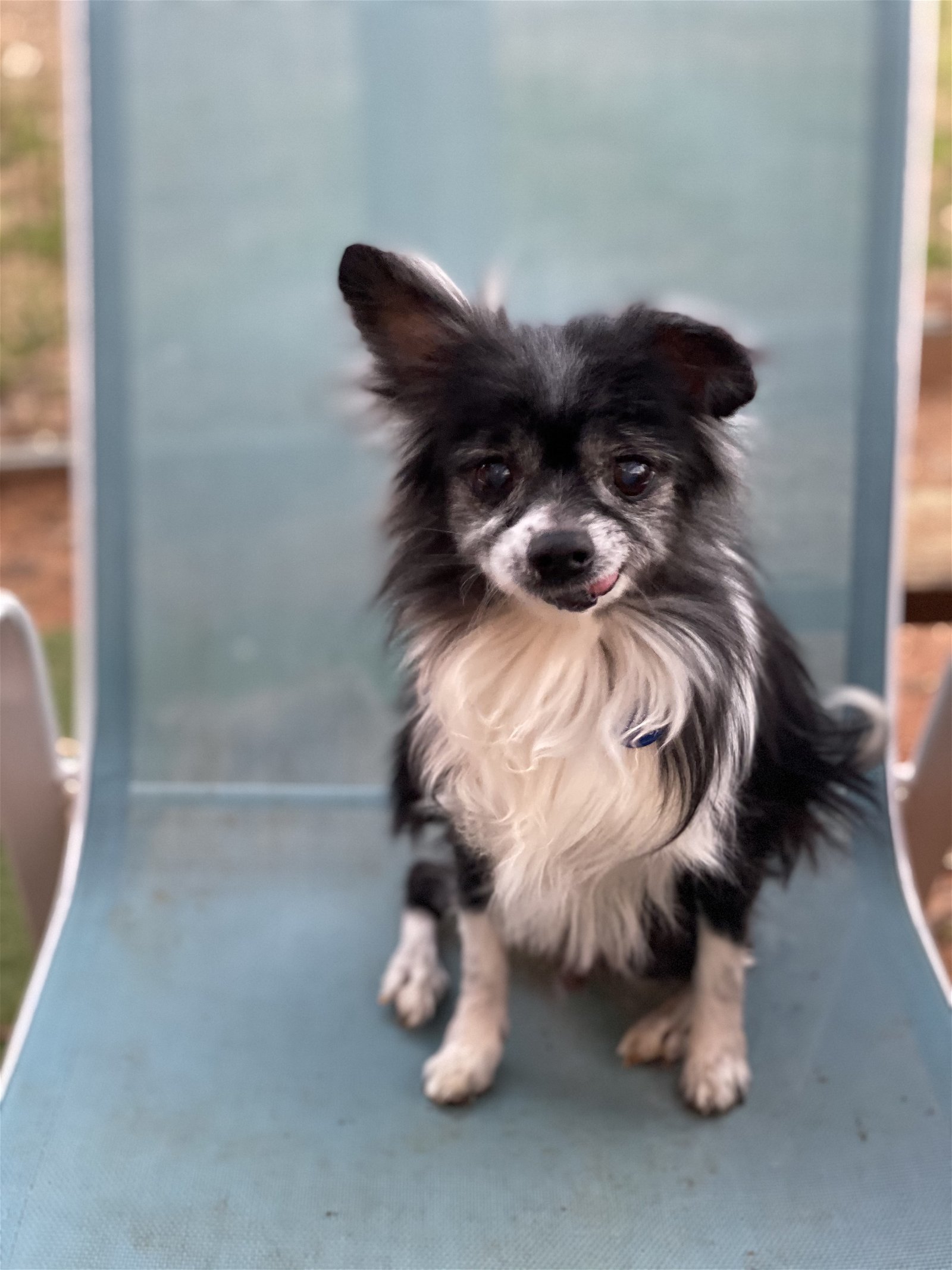 Leo 2023, an adoptable Pomeranian in Garland, TX, 75040 | Photo Image 3