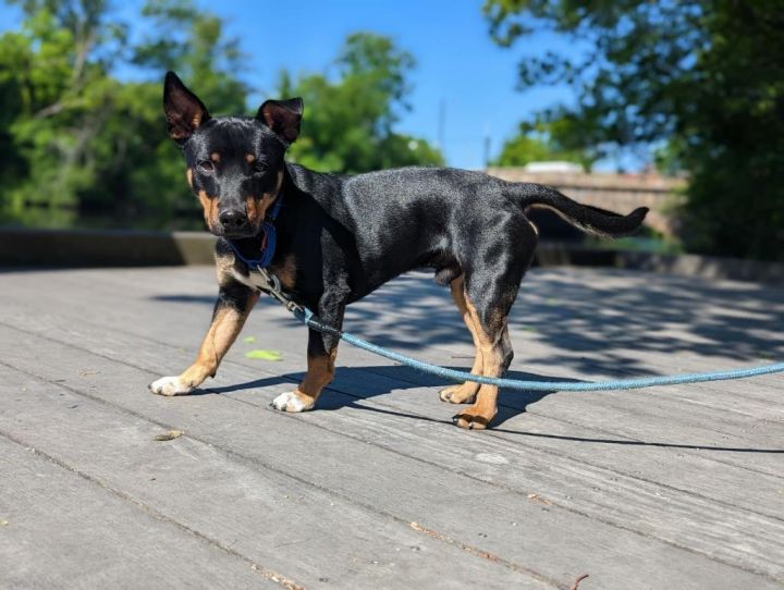 Wick , an adoptable Miniature Pinscher in Natick, MA_image-3