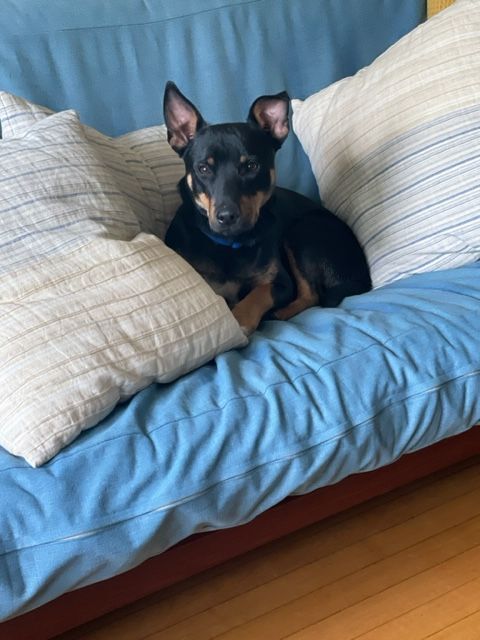 Wick , an adoptable Miniature Pinscher in Natick, MA_image-4