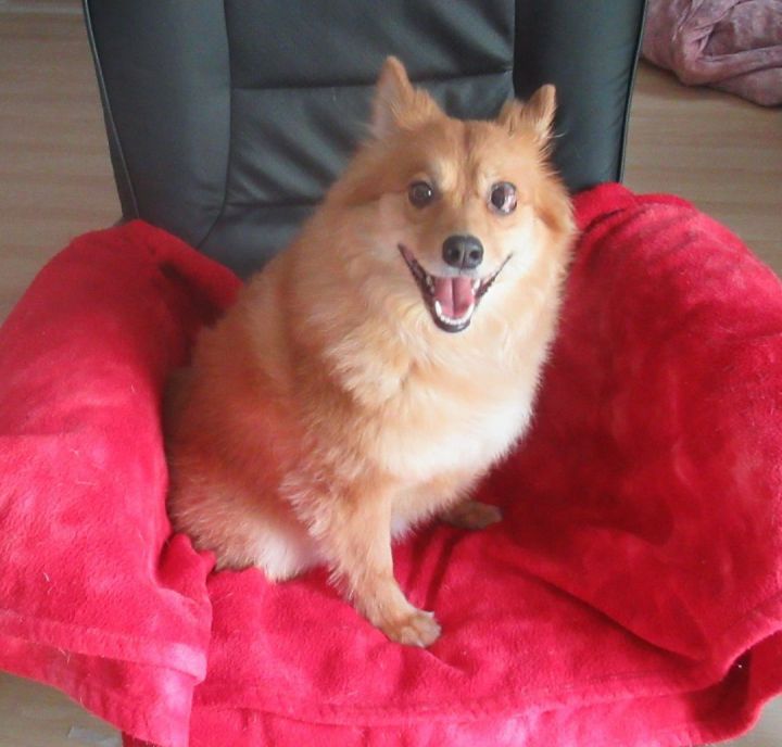 Roxie, an adoptable Pomeranian & Spitz Mix in Toronto, ON_image-2