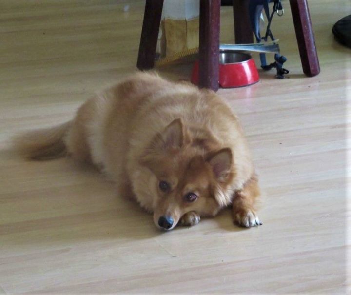 Roxie, an adoptable Pomeranian & Spitz Mix in Toronto, ON_image-3