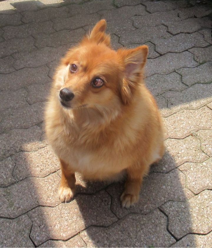 Roxie, an adoptable Pomeranian & Spitz Mix in Toronto, ON_image-6