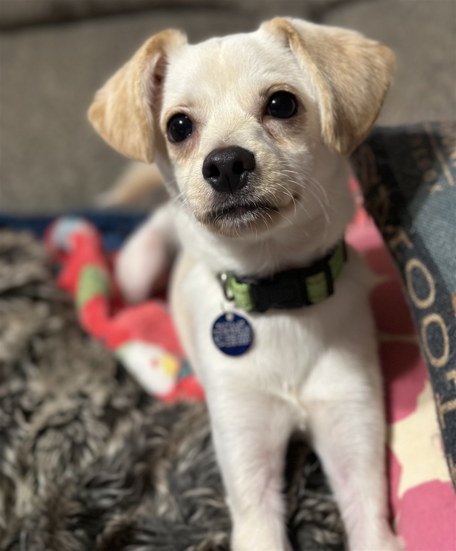 Ronan, an adoptable Pomeranian in Garland, TX, 75040 | Photo Image 3