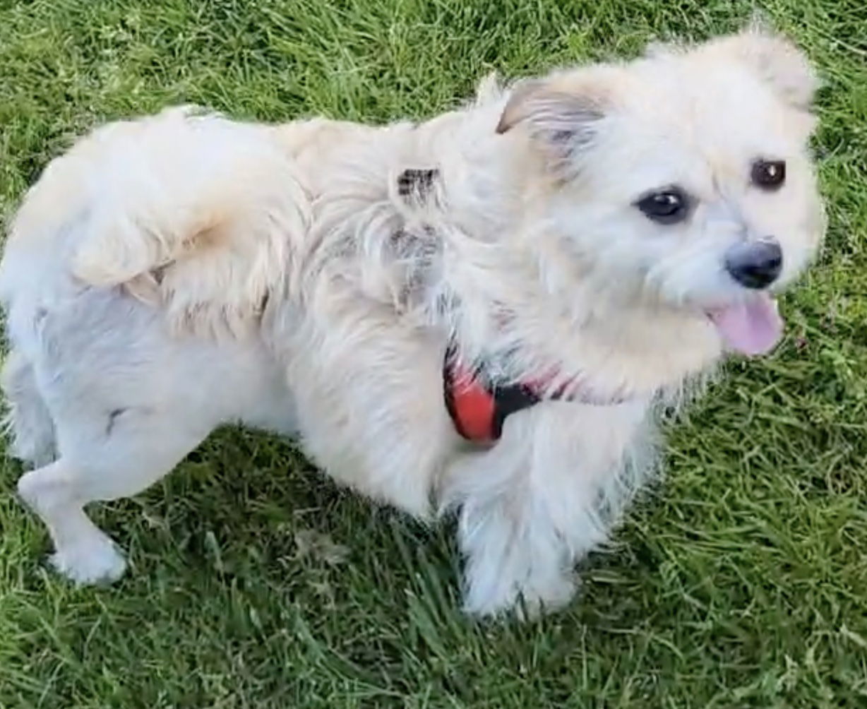 Whiskers - Scruffy Friend, an adoptable Terrier in Seattle, WA, 98119 | Photo Image 1