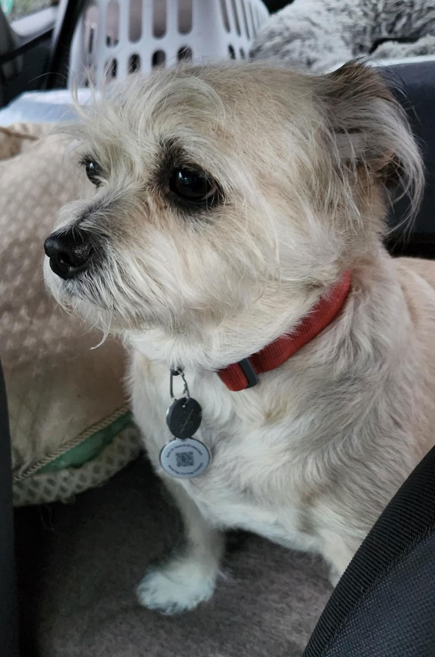 Whiskers - Scruffy Friend, an adoptable Terrier in Seattle, WA, 98119 | Photo Image 1