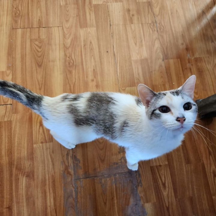 Cookie 1