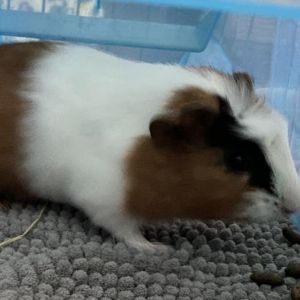 Felix, Adult Male unknown
