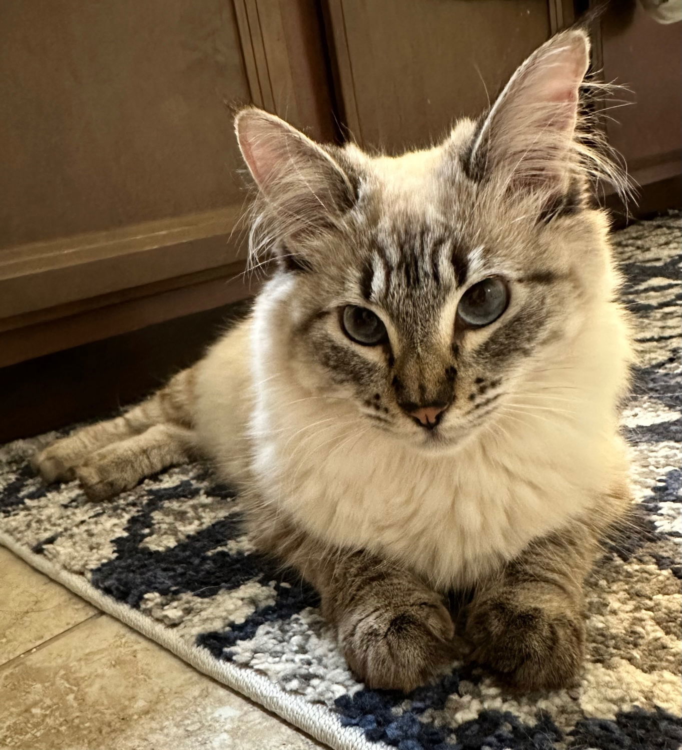 Kai Sa, an adoptable Siamese, Domestic Short Hair in Chandler, AZ, 85249 | Photo Image 2