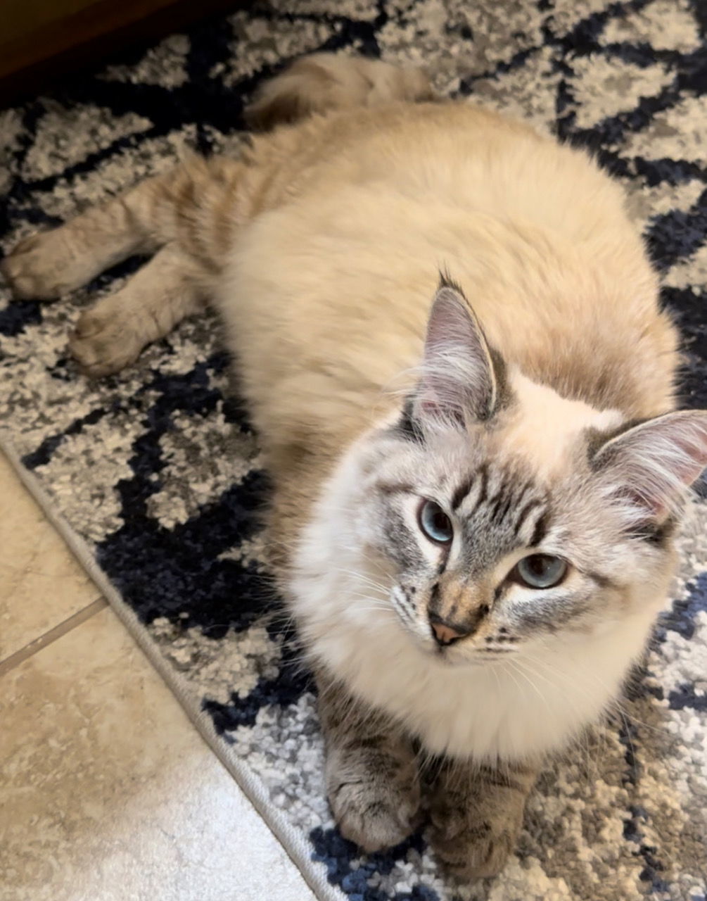 Kai Sa, an adoptable Siamese, Domestic Short Hair in Chandler, AZ, 85249 | Photo Image 1