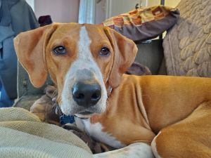 Dog for adoption - Kilo, a Hound & Labrador Retriever Mix in Media, PA