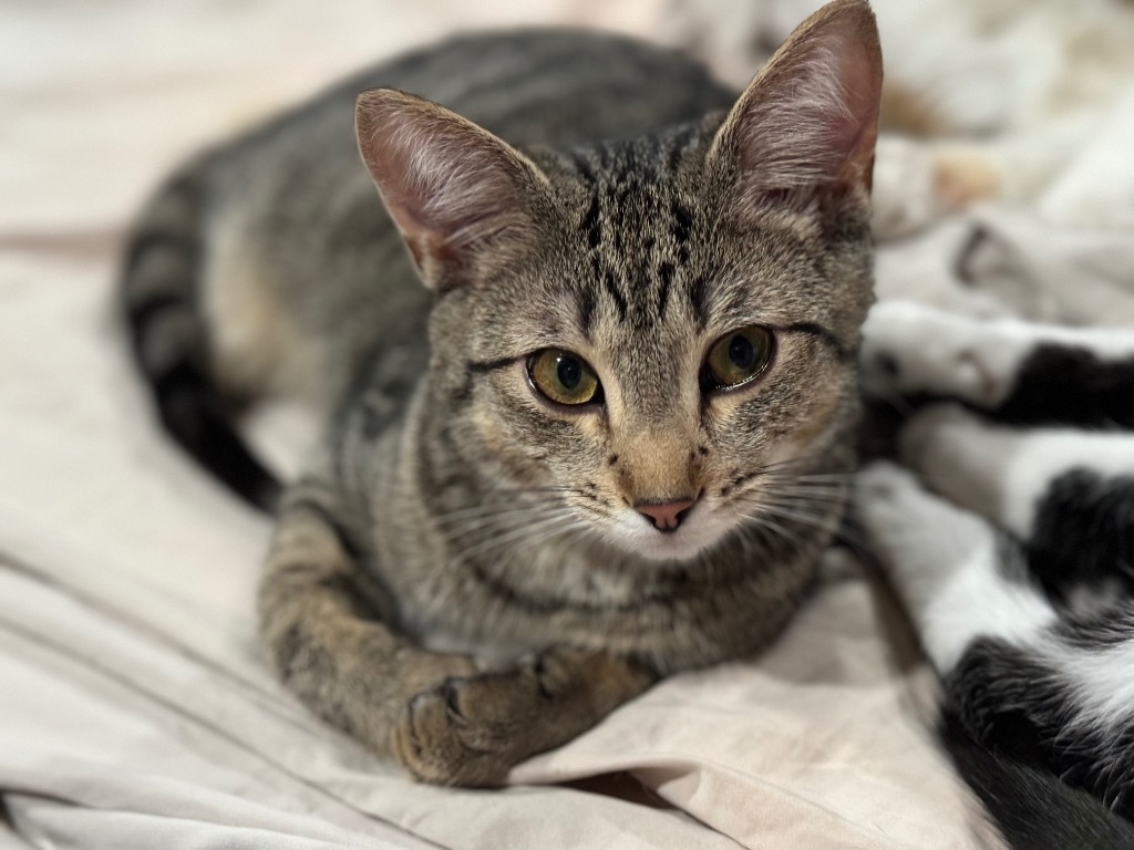 Houdini, an adoptable Domestic Short Hair in Brainardsville, NY, 12915 | Photo Image 1