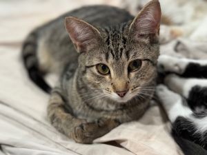 Houdini, Adult Female Domestic Short Hair