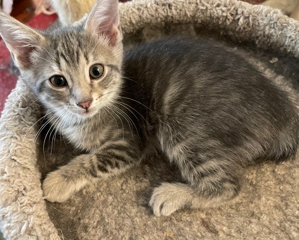 Huey, an adoptable Domestic Short Hair in Brainardsville, NY, 12915 | Photo Image 2