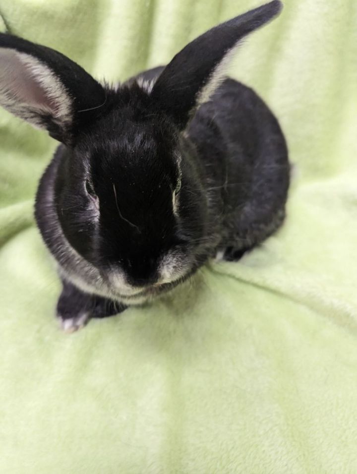 Emilio, an adoptable Bunny Rabbit Mix in Roseville, CA_image-2