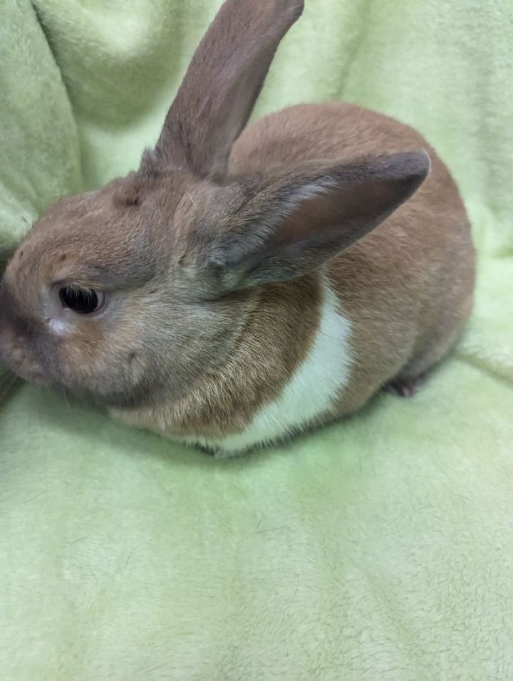 Cashew 3