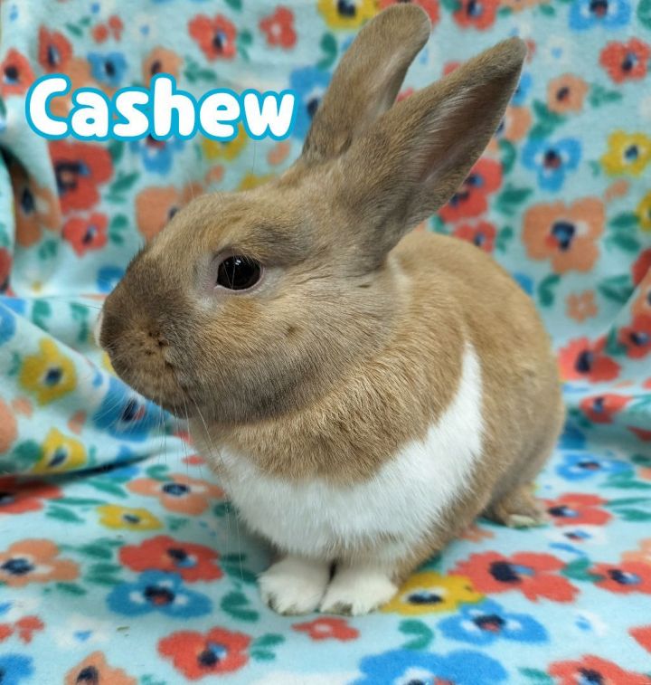 Cashew, an adopted Dutch in Roseville, CA_image-1
