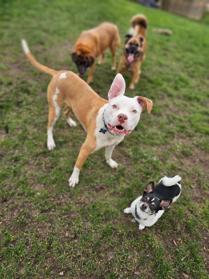 Dolly, an adopted American Bulldog in Toronto, ON_image-3