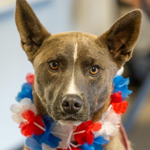 Charlie #4, an adoptable Mixed Breed in Benton City, WA, 99320 | Photo Image 1