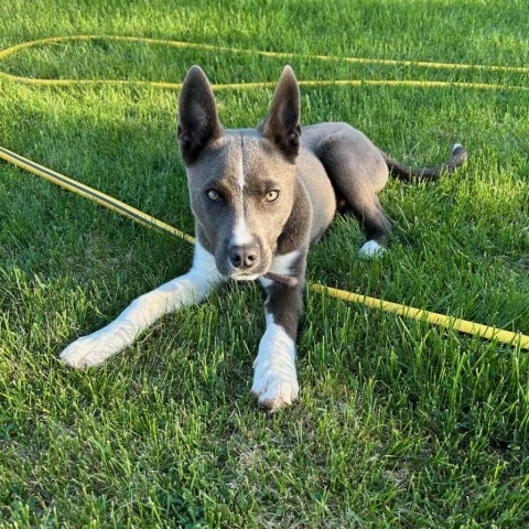 Charlie #4, an adoptable Mixed Breed in Benton City, WA, 99320 | Photo Image 3