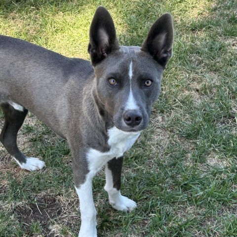 Charlie #4, an adoptable Mixed Breed in Benton City, WA, 99320 | Photo Image 5