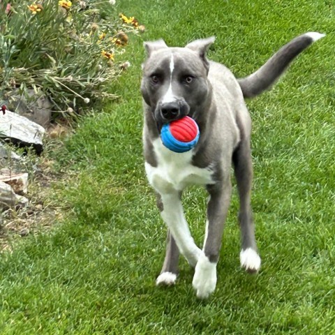 Charlie #4, an adoptable Mixed Breed in Benton City, WA, 99320 | Photo Image 6