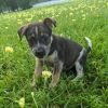 Marley (EVENT SATURDAY- Pet Supplies Plus 1-3-  5348 Dixie Hwy Waterford, MI 48329