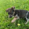 Marley (EVENT SATURDAY- Pet Supplies Plus 1-3-  5348 Dixie Hwy Waterford, MI 48329