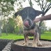 Marley (EVENT SATURDAY- Pet Supplies Plus 1-3-  5348 Dixie Hwy Waterford, MI 48329