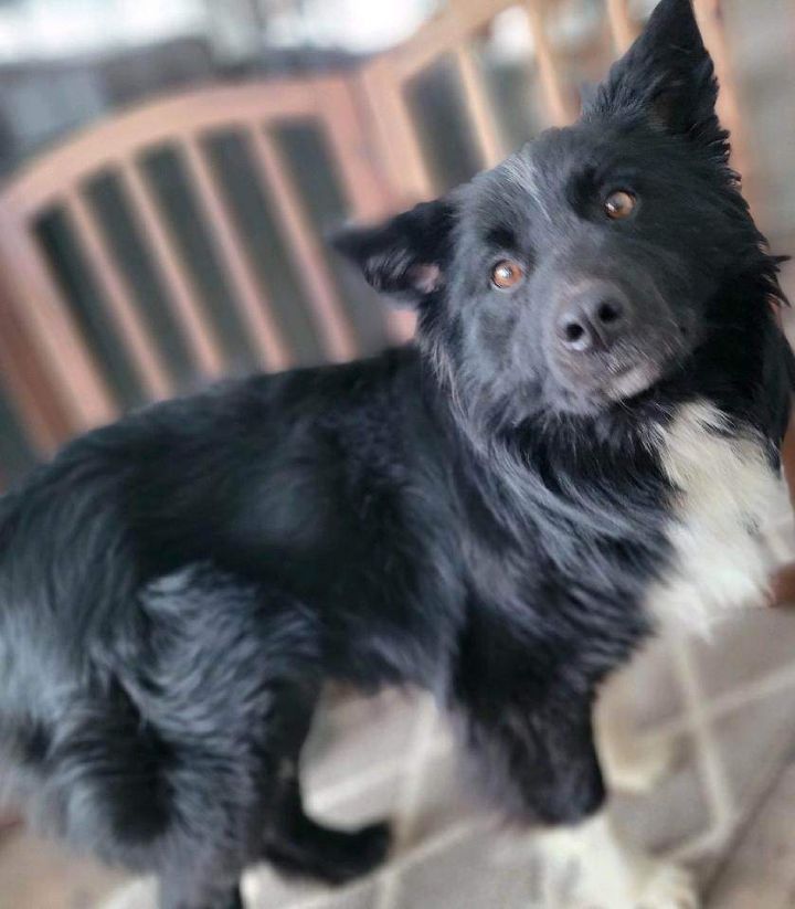 Australian shepherd and corgi clearance mix