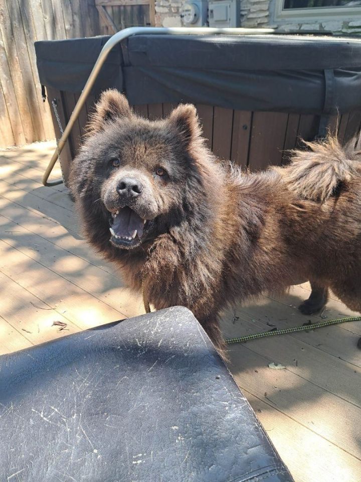 Adrah, an adoptable Chow Chow in Westmanland, ME_image-2