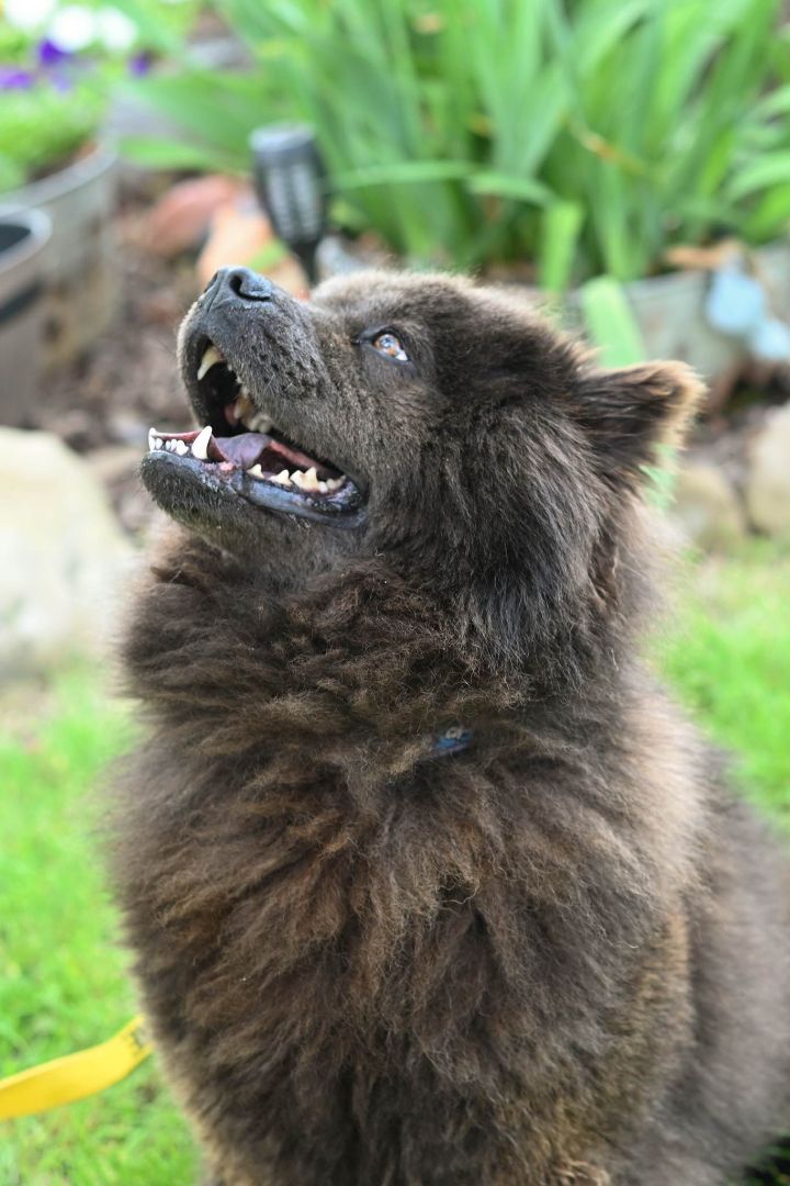 Adrah, an adoptable Chow Chow in Westmanland, ME_image-3