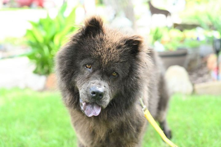 Adrah, an adoptable Chow Chow in Westmanland, ME_image-4
