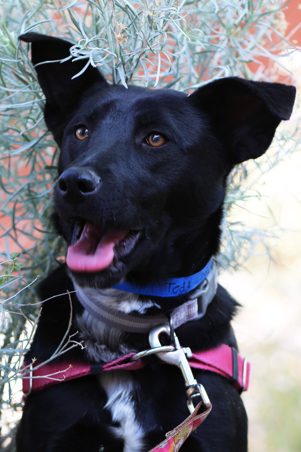 Todd, an adoptable Labrador Retriever Mix in Albuquerque, NM_image-4