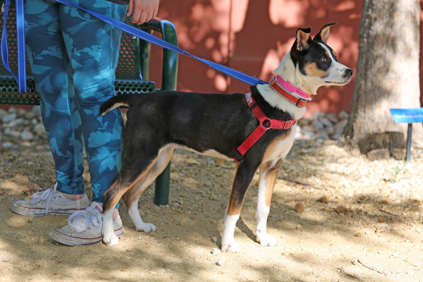 Ellie, an adoptable Australian Cattle Dog / Blue Heeler Mix in Albuquerque, NM_image-5
