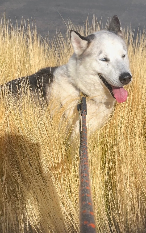 Monty, an adopted Siberian Husky in Menifee, CA_image-2
