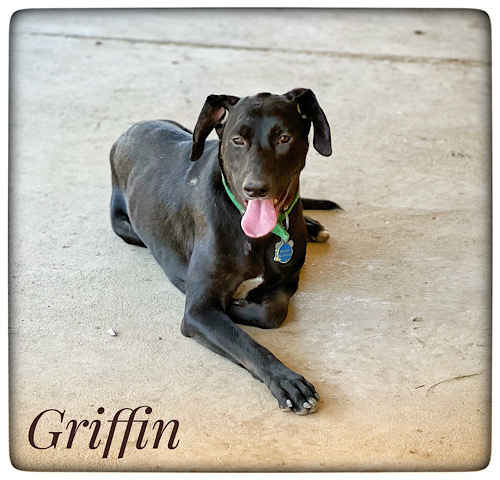 Griffin #6, an adoptable Black Labrador Retriever Mix in Killingworth, CT_image-3
