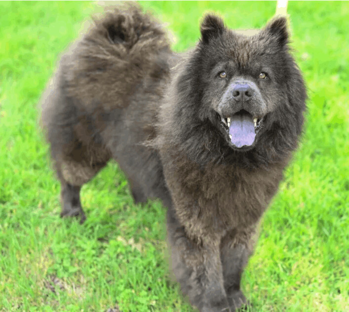 Adrah, an adoptable Chow Chow in Derwood, MD_image-1