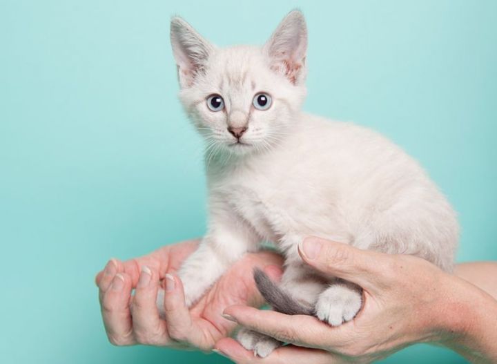 Uva (AMR), an adopted Siamese Mix in vancouver, WA_image-1