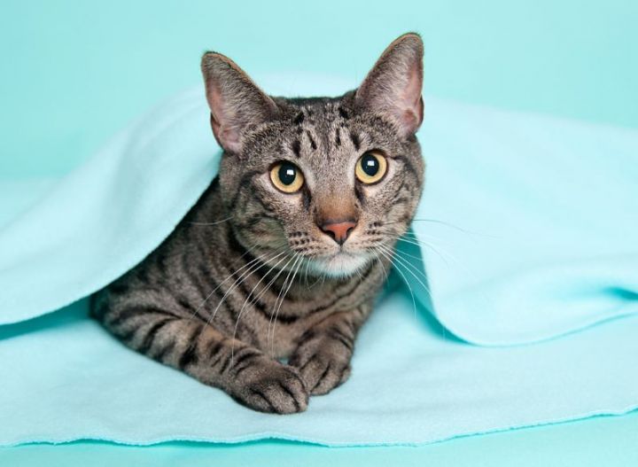 Jello (AMR), an adoptable Domestic Short Hair Mix in Issaquah, WA_image-5