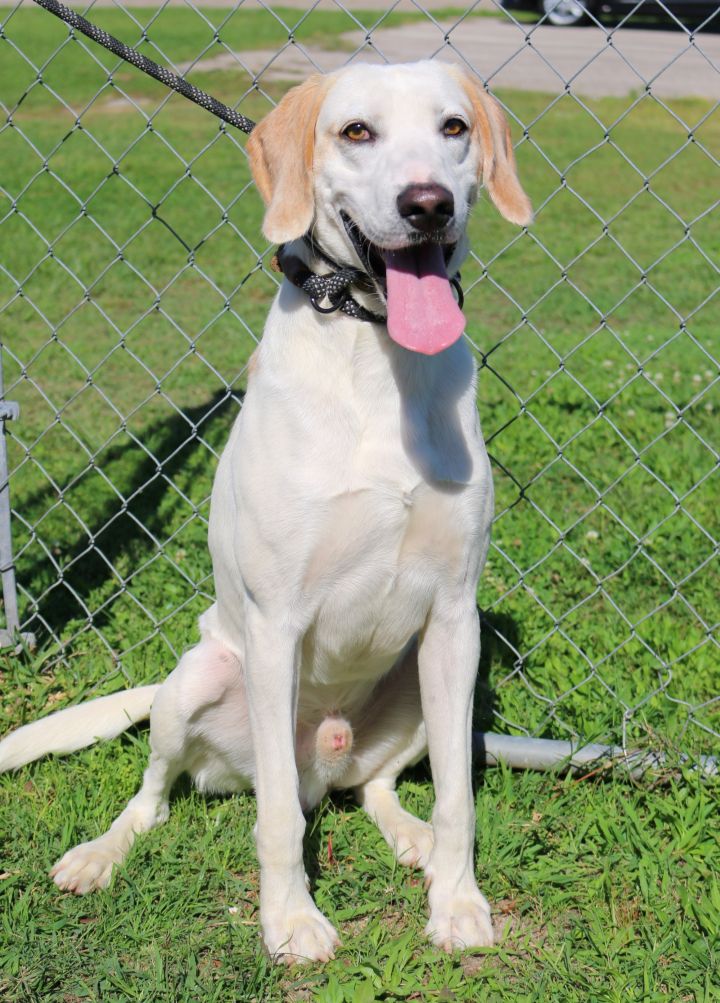 Lucky, an adopted Hound & Labrador Retriever Mix in Allentown, PA_image-2