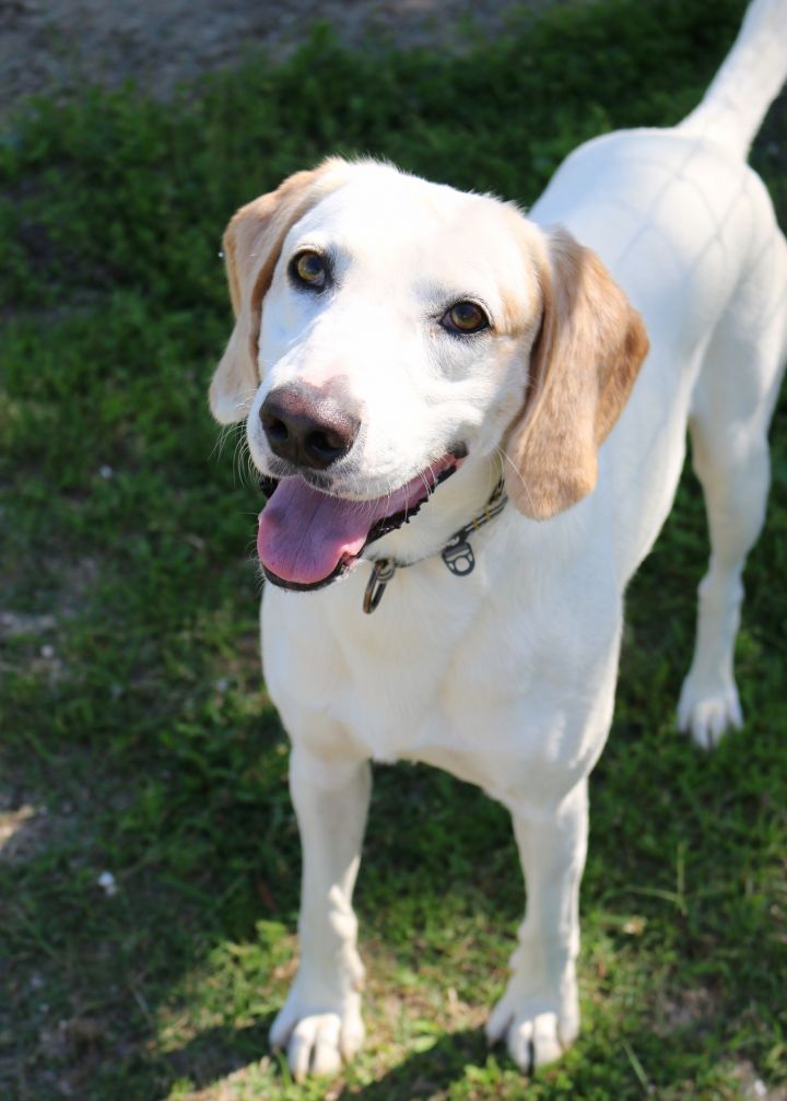 Lucky, an adopted Hound & Labrador Retriever Mix in Allentown, PA_image-4