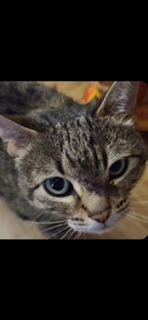 Nala 3