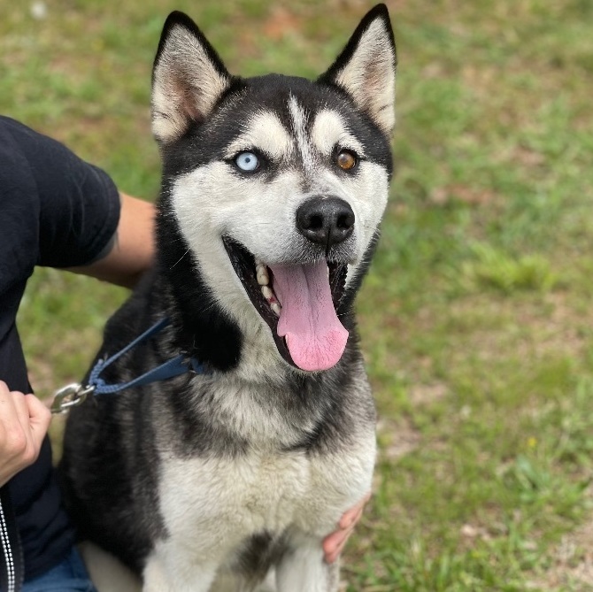 Odin , an adopted Husky in Richmond, VA_image-2