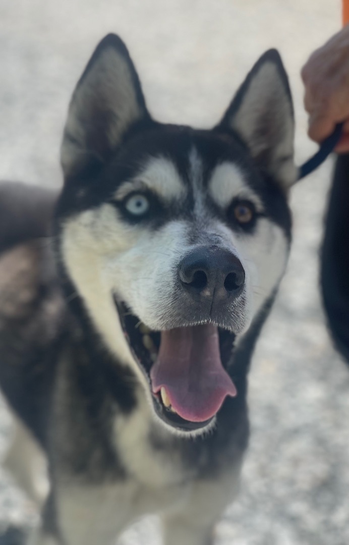 Odin , an adopted Husky in Richmond, VA_image-1